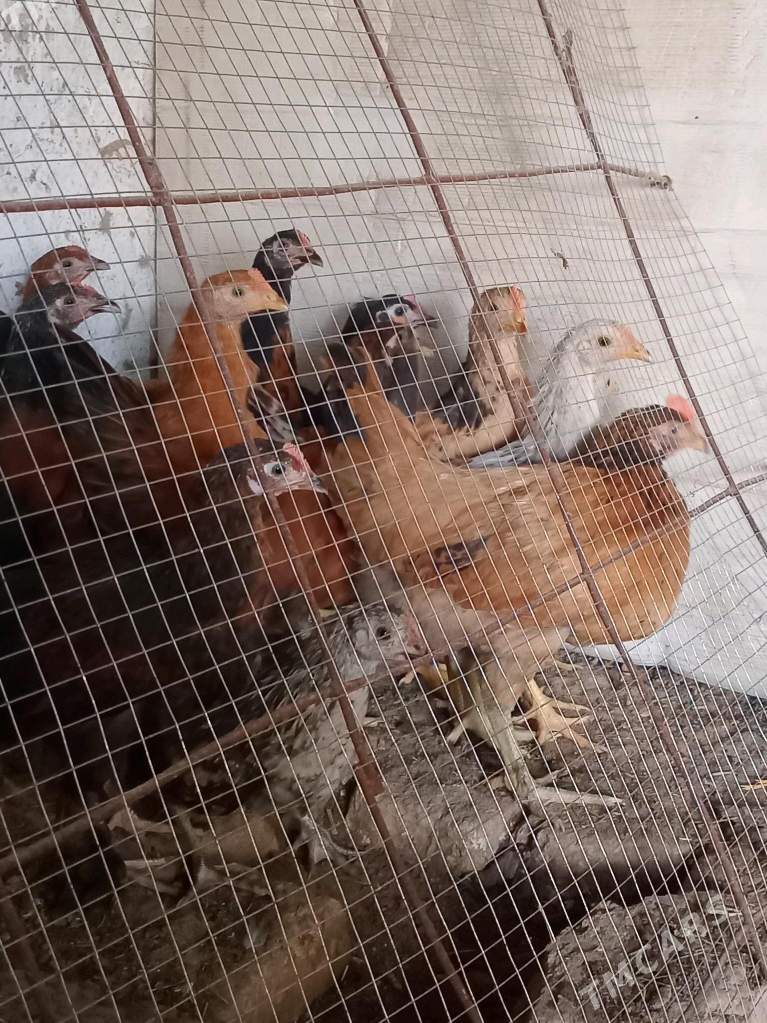 horazlar - Мары - img 3