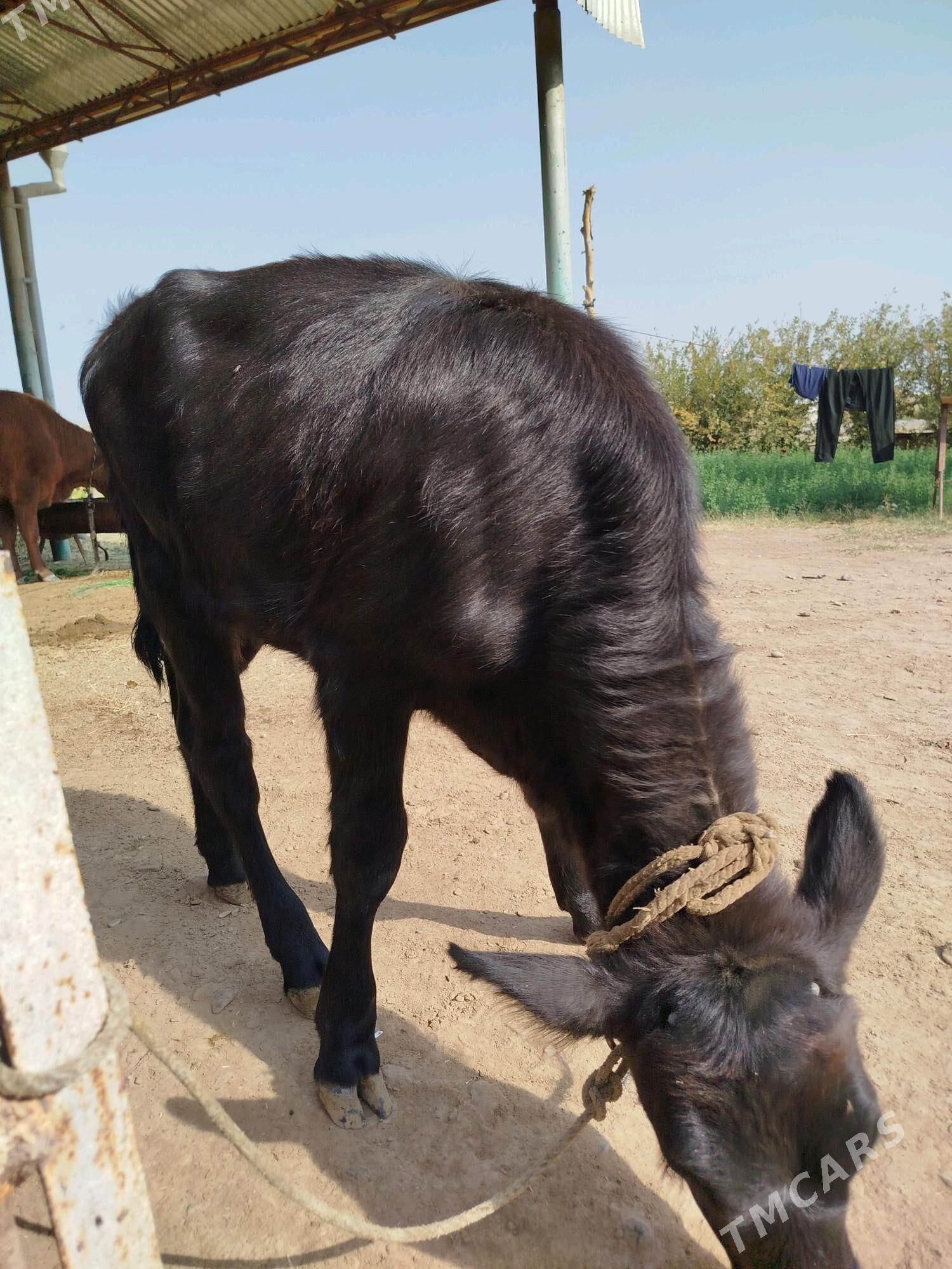 Gulajyn gole - Мургап - img 3