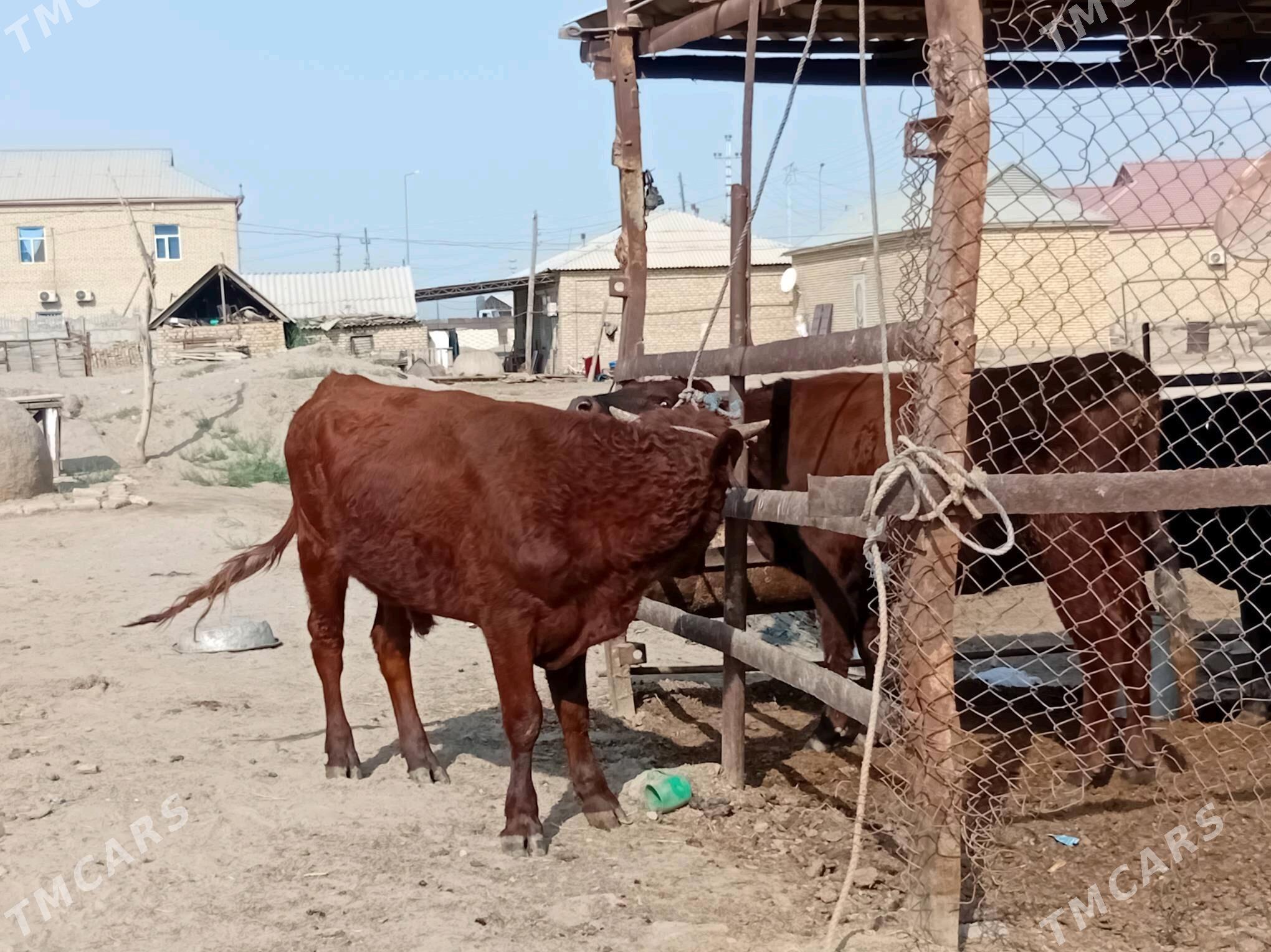 ökuz - Mary - img 4