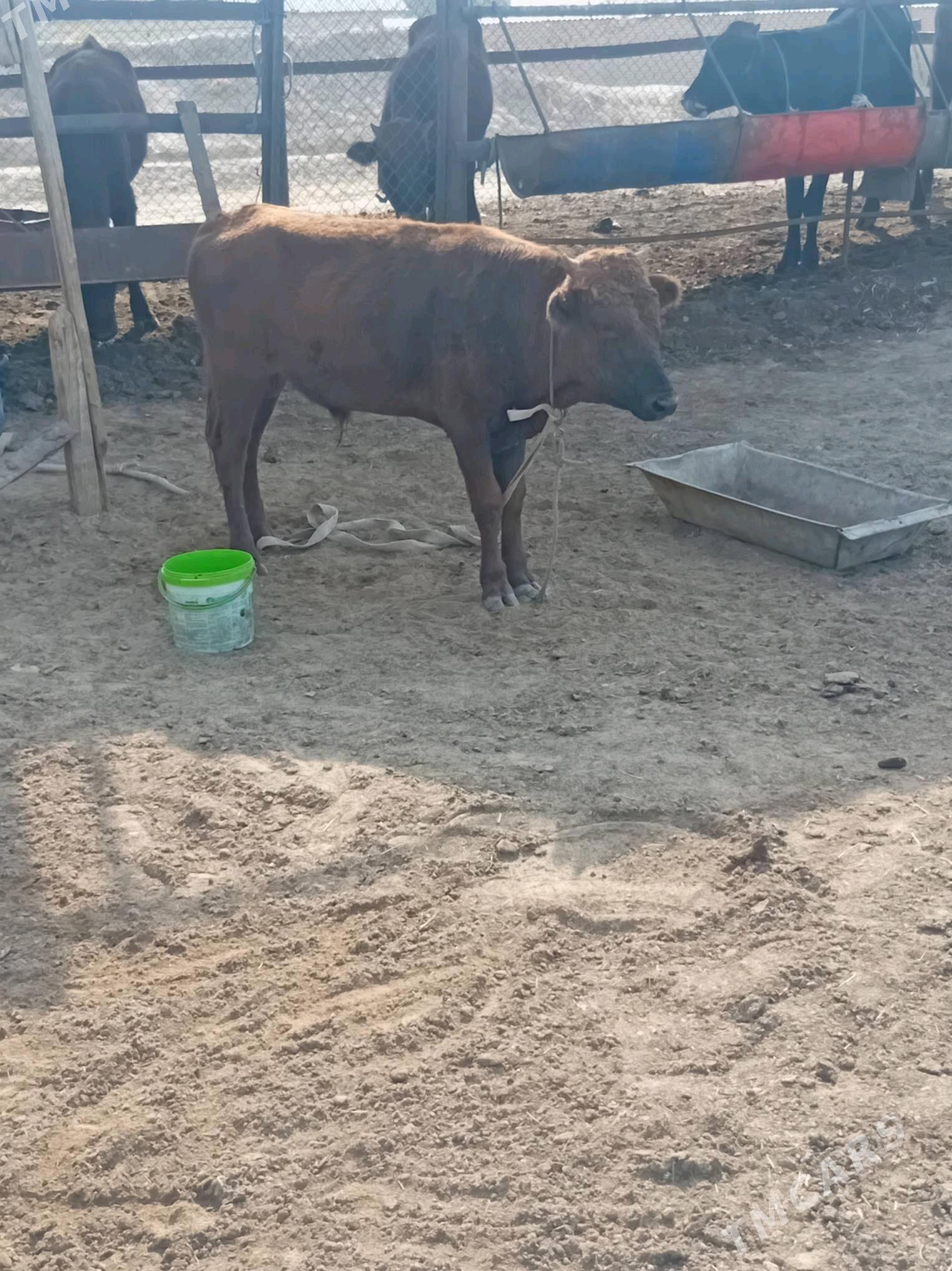 ökuz - Mary - img 10