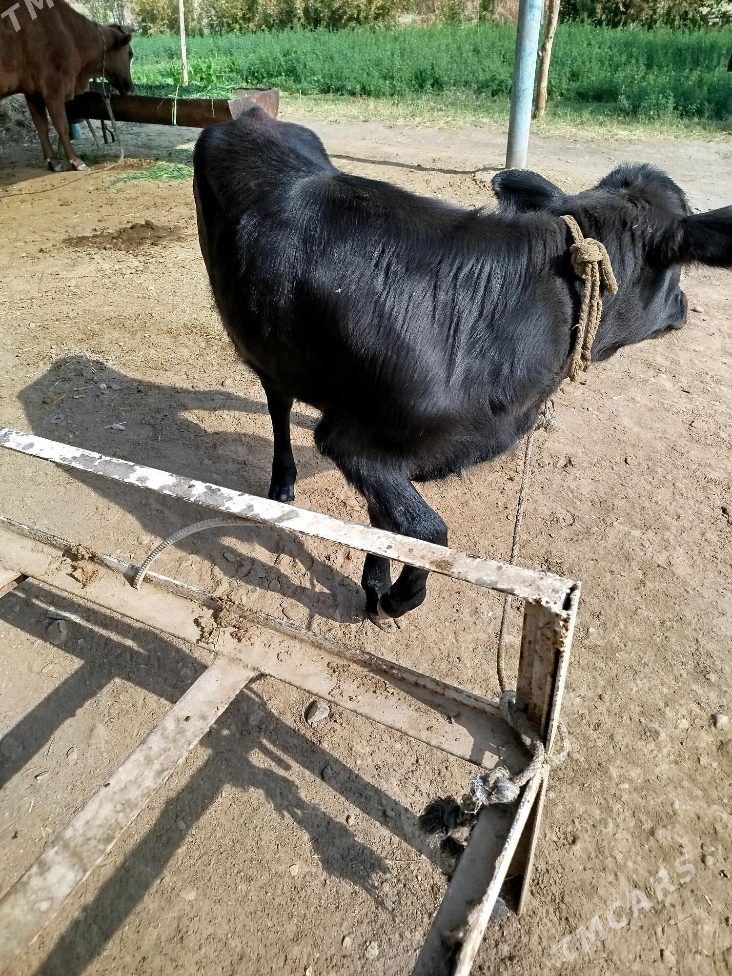 Gulajyn gole - Мургап - img 4