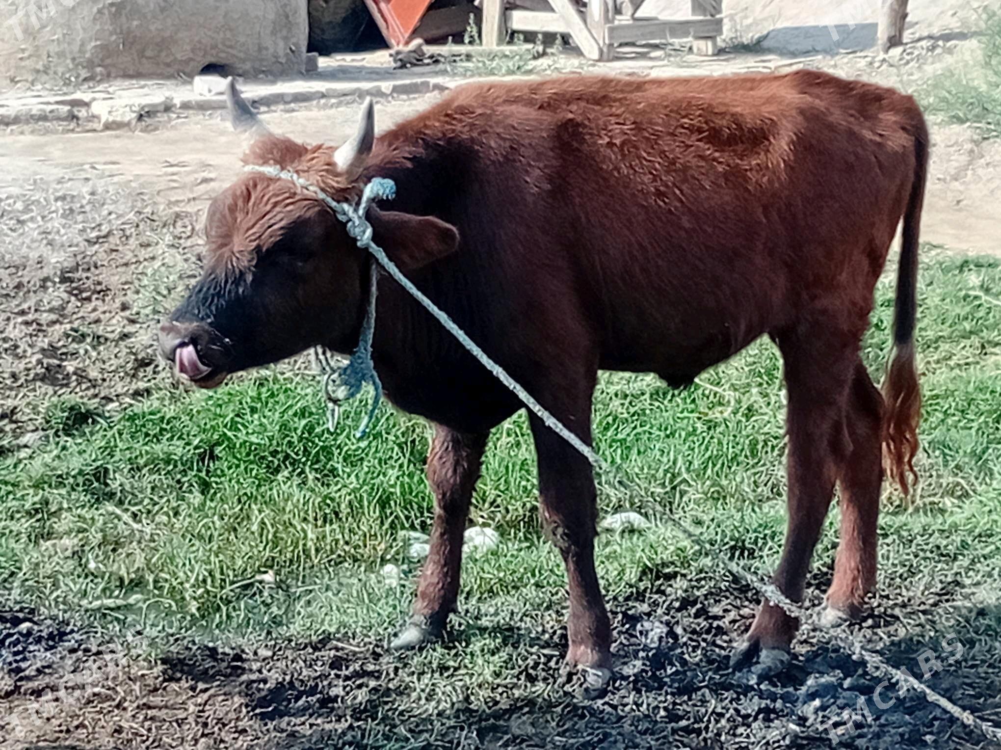 ökuz - Mary - img 9