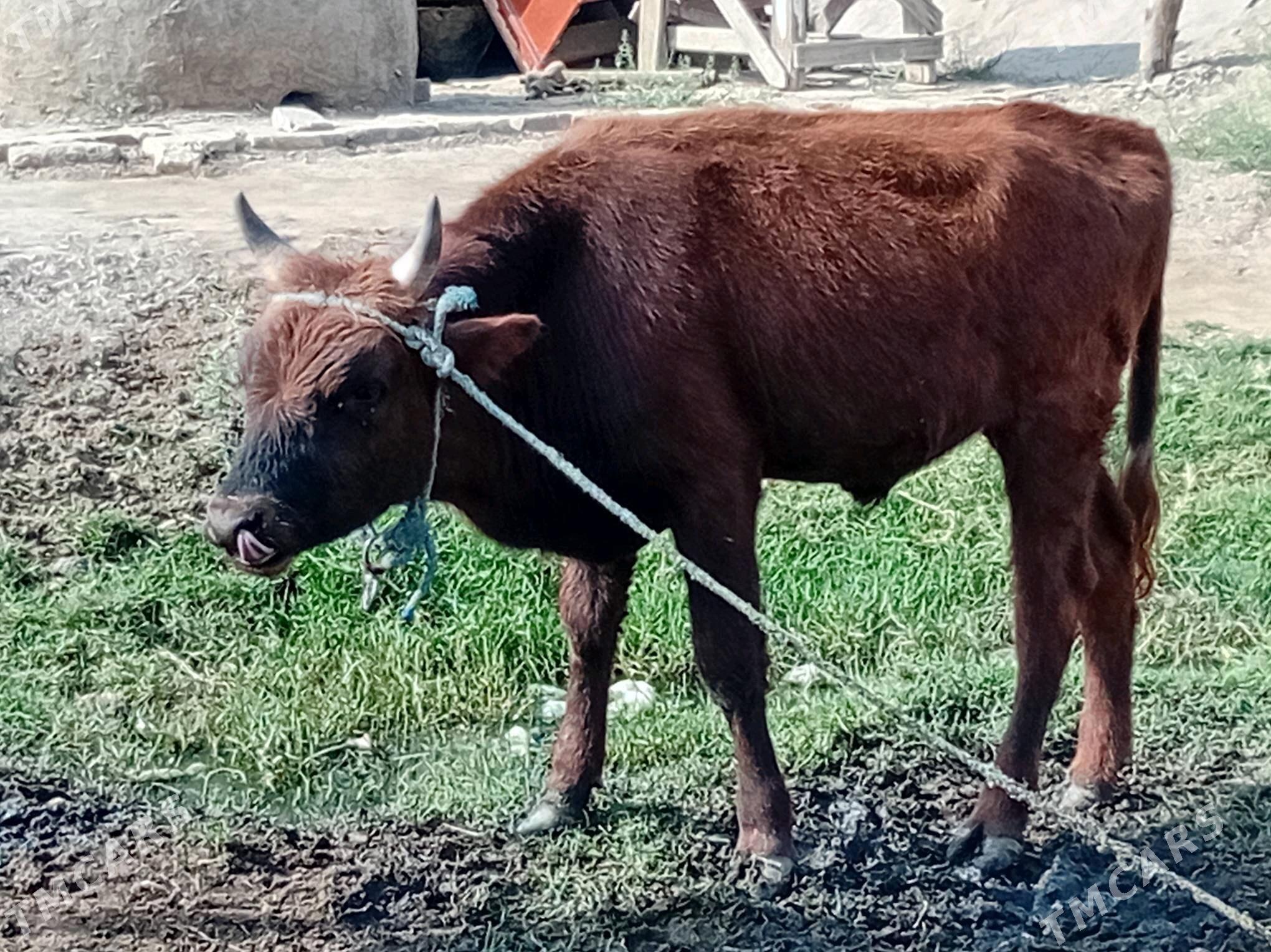 ökuz - Mary - img 8