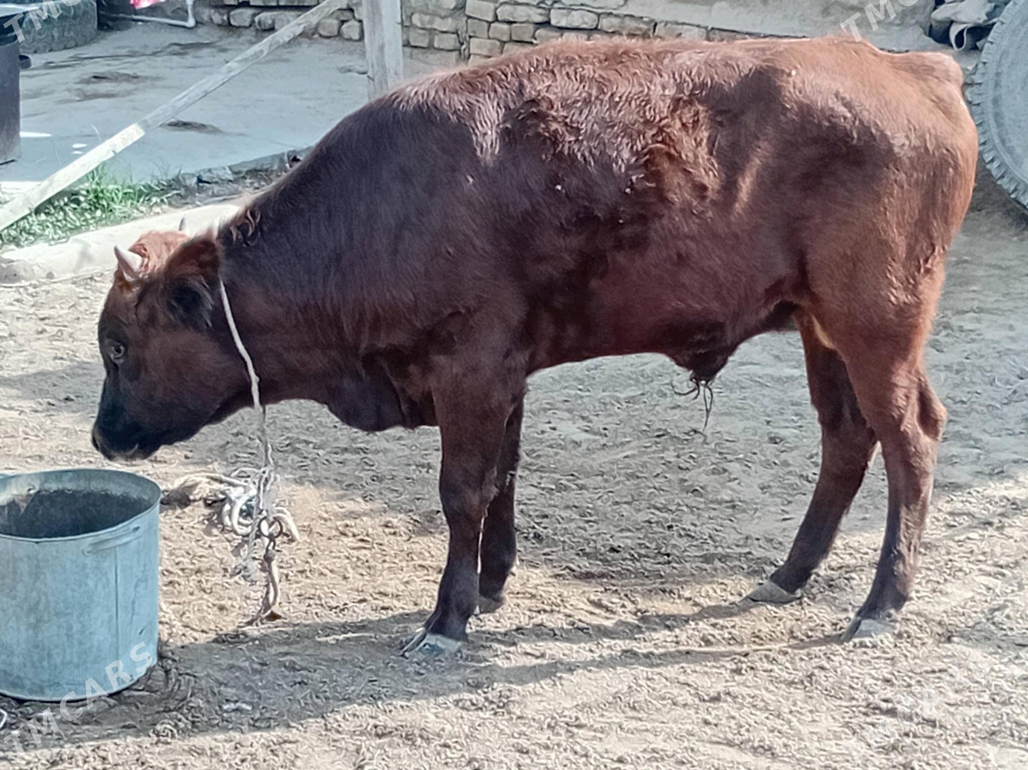 ökuz - Mary - img 7