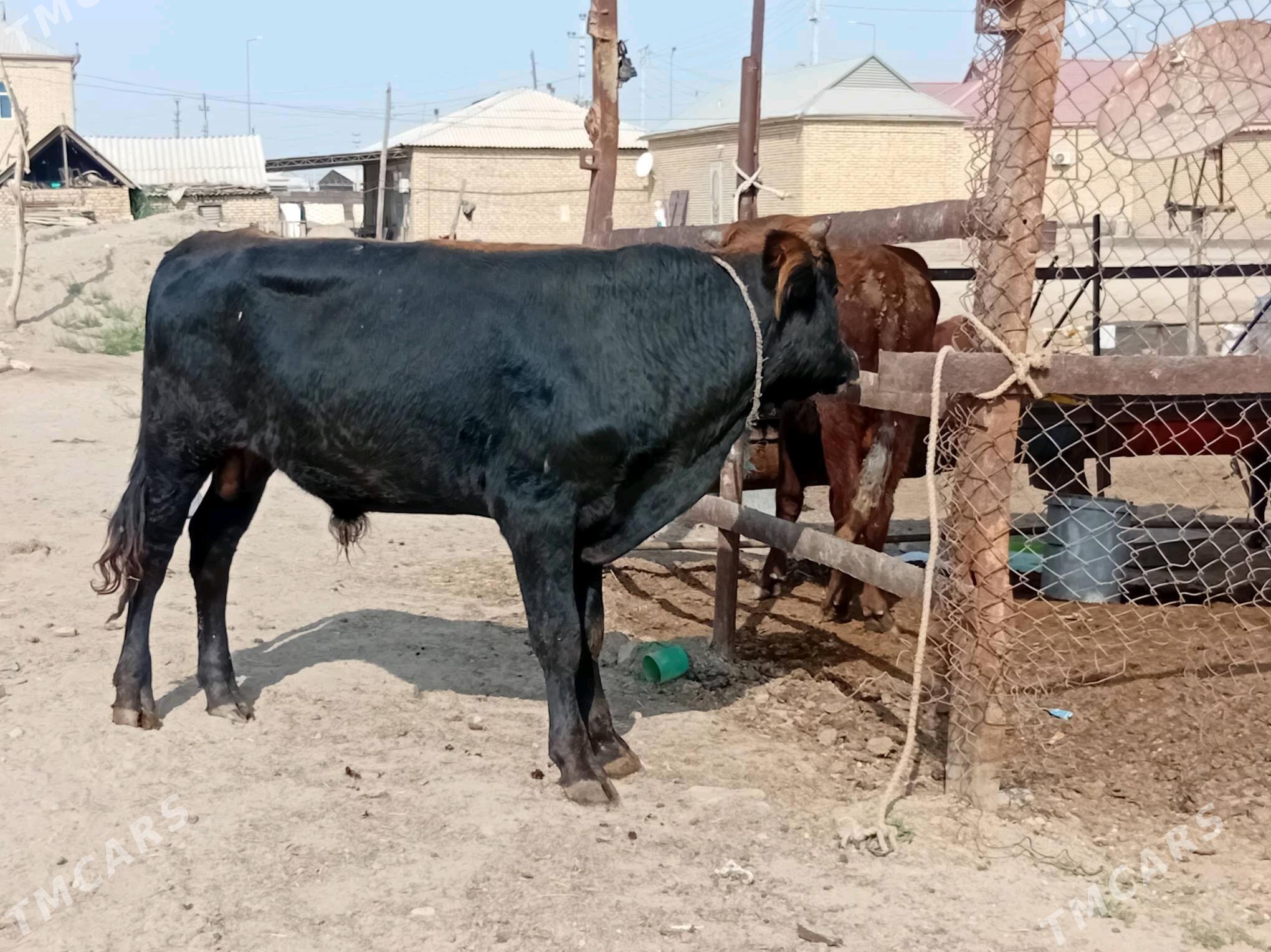 ökuz - Mary - img 5