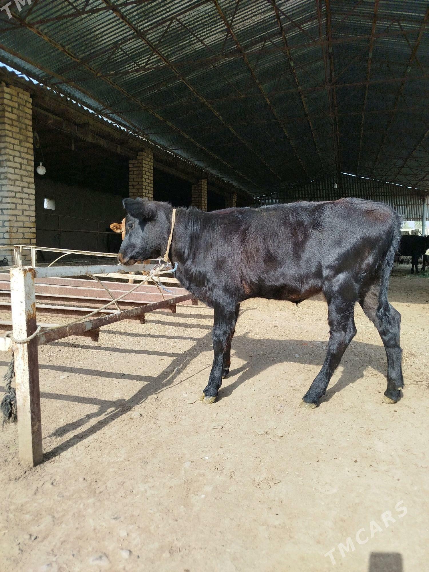 Gulajyn gole - Мургап - img 1