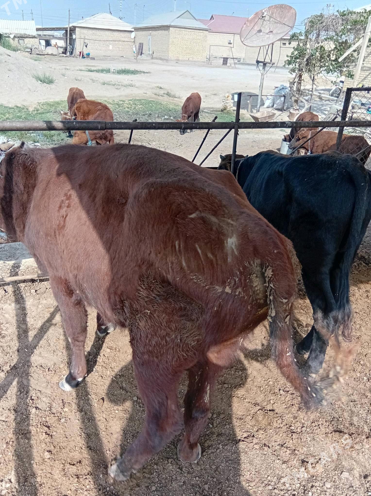 ökuz - Mary - img 1