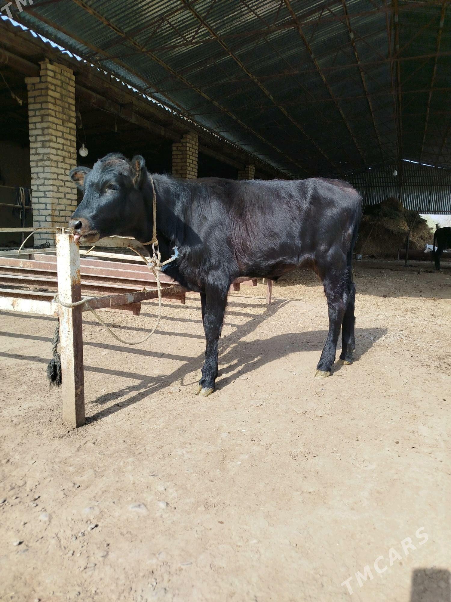 Gulajyn gole - Мургап - img 2