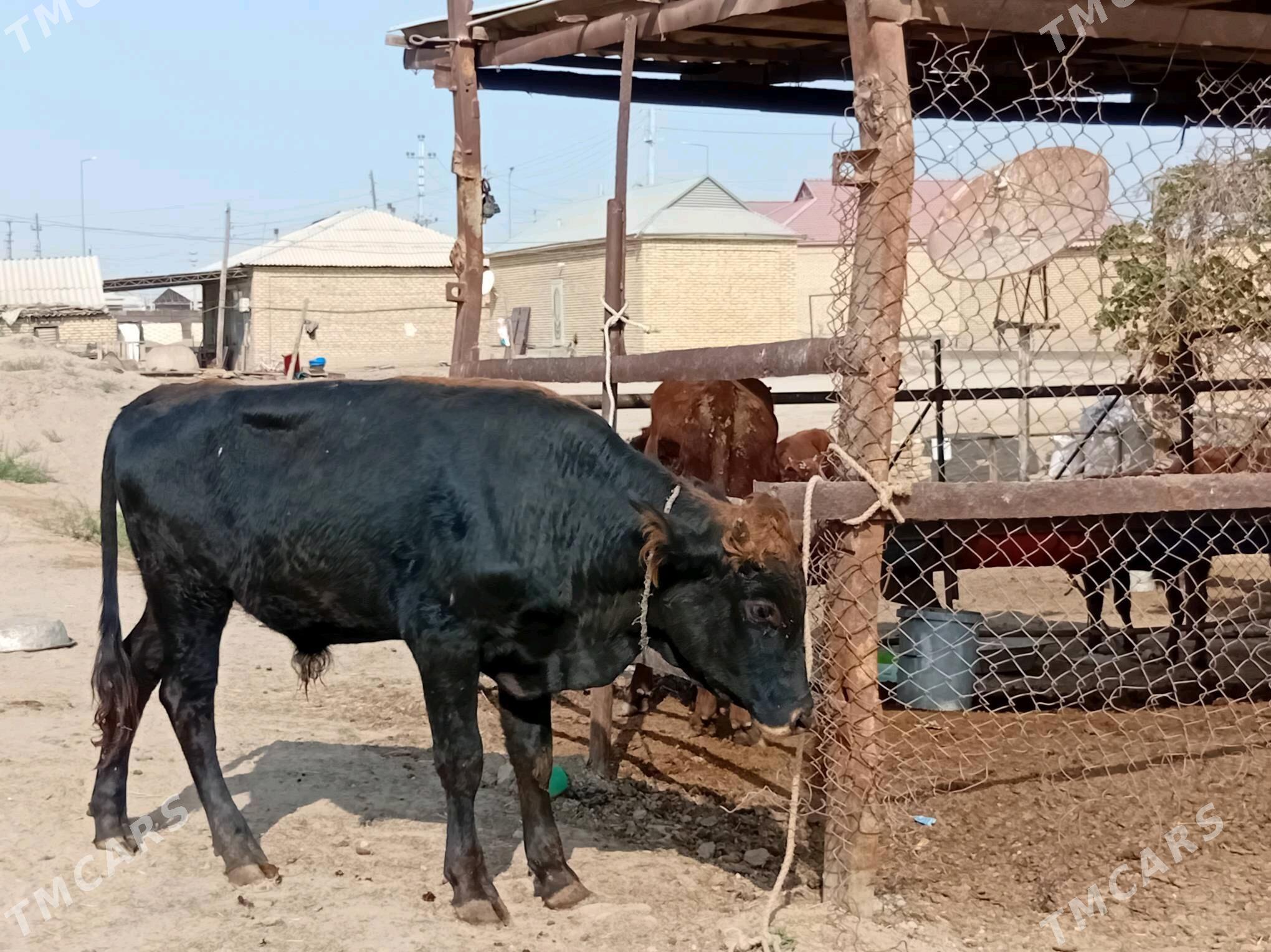 ökuz - Mary - img 2