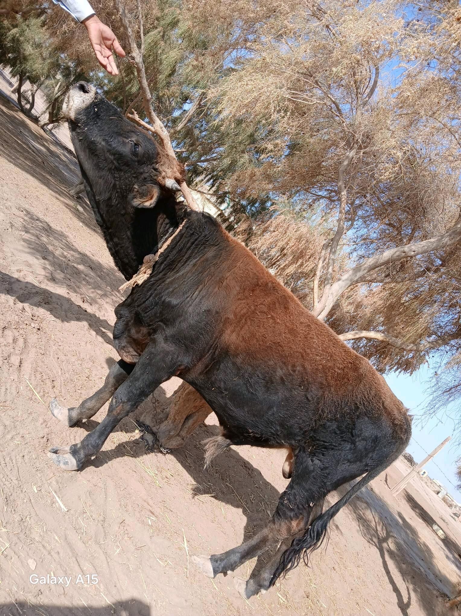 Öküz - Бабадайхан - img 2