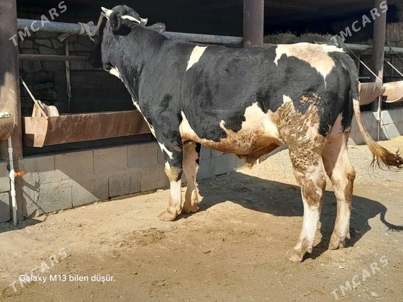 Galisteyim okuz - Этрек - img 1