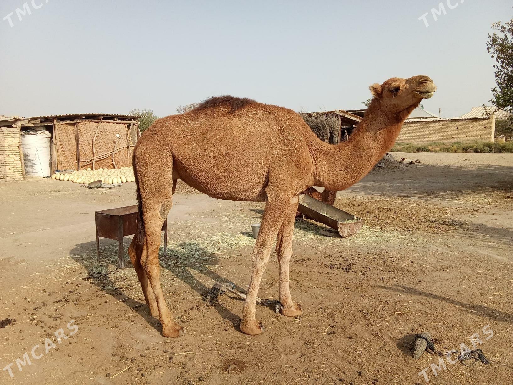 Meydan gayalygy - Sakarçäge - img 2