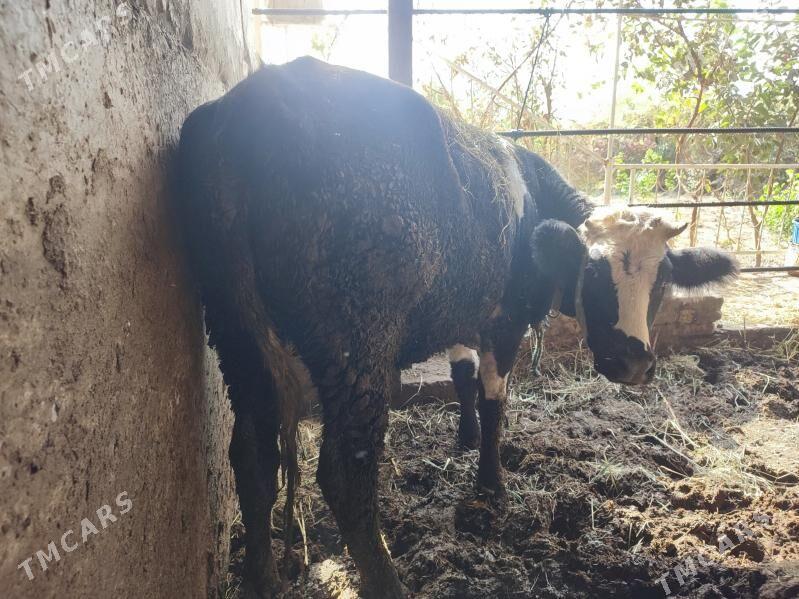 galsetyen - Türkmenabat - img 2