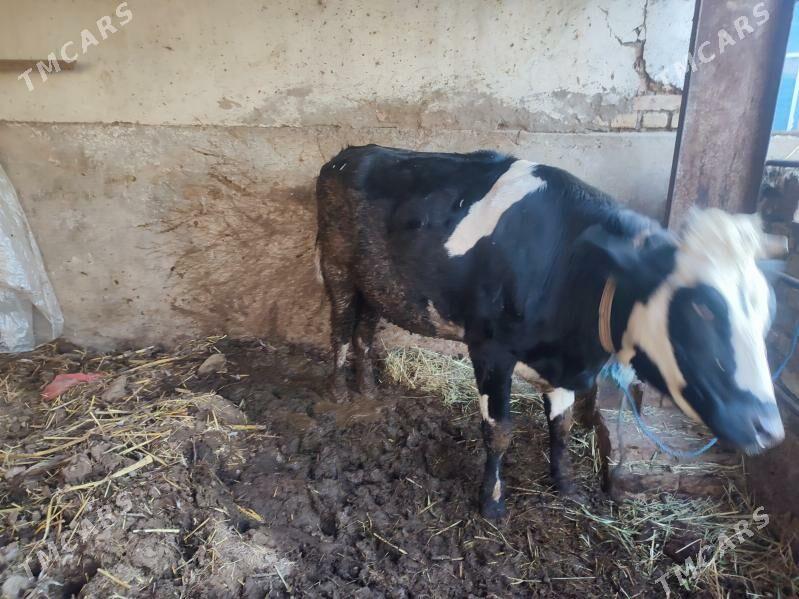 galsetyen - Türkmenabat - img 3