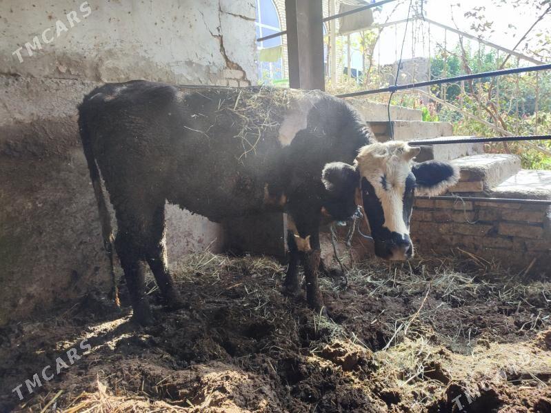 galsetyen - Türkmenabat - img 1