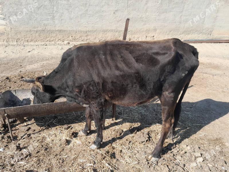 Sygyr - Берекет - img 1