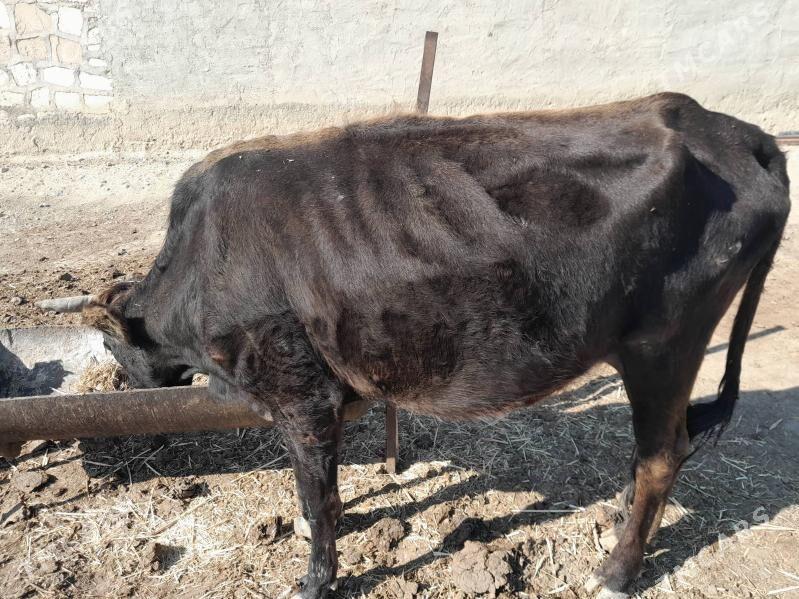 Sygyr - Берекет - img 2