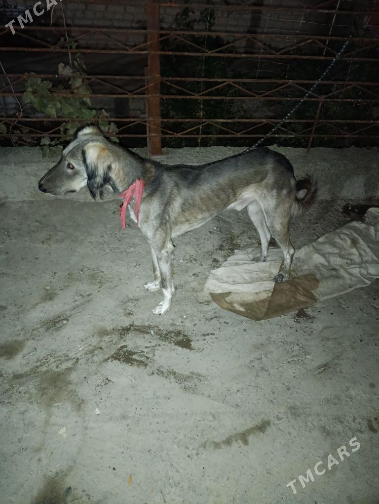 тазы - Туркменабат - img 3