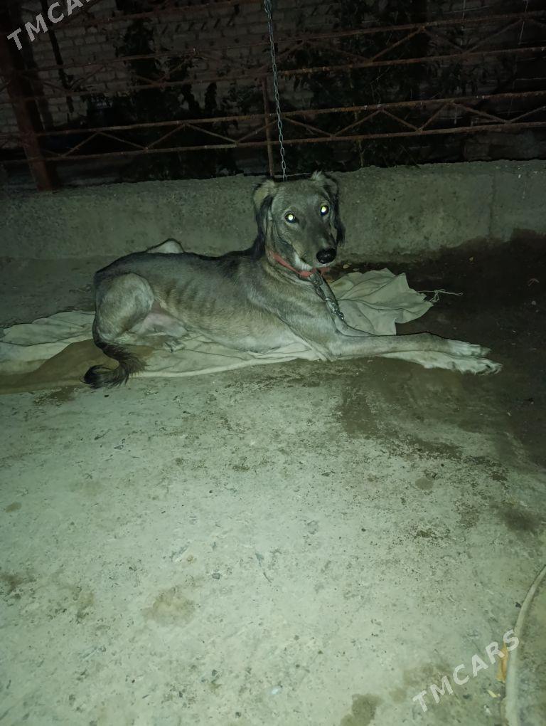 тазы - Туркменабат - img 1