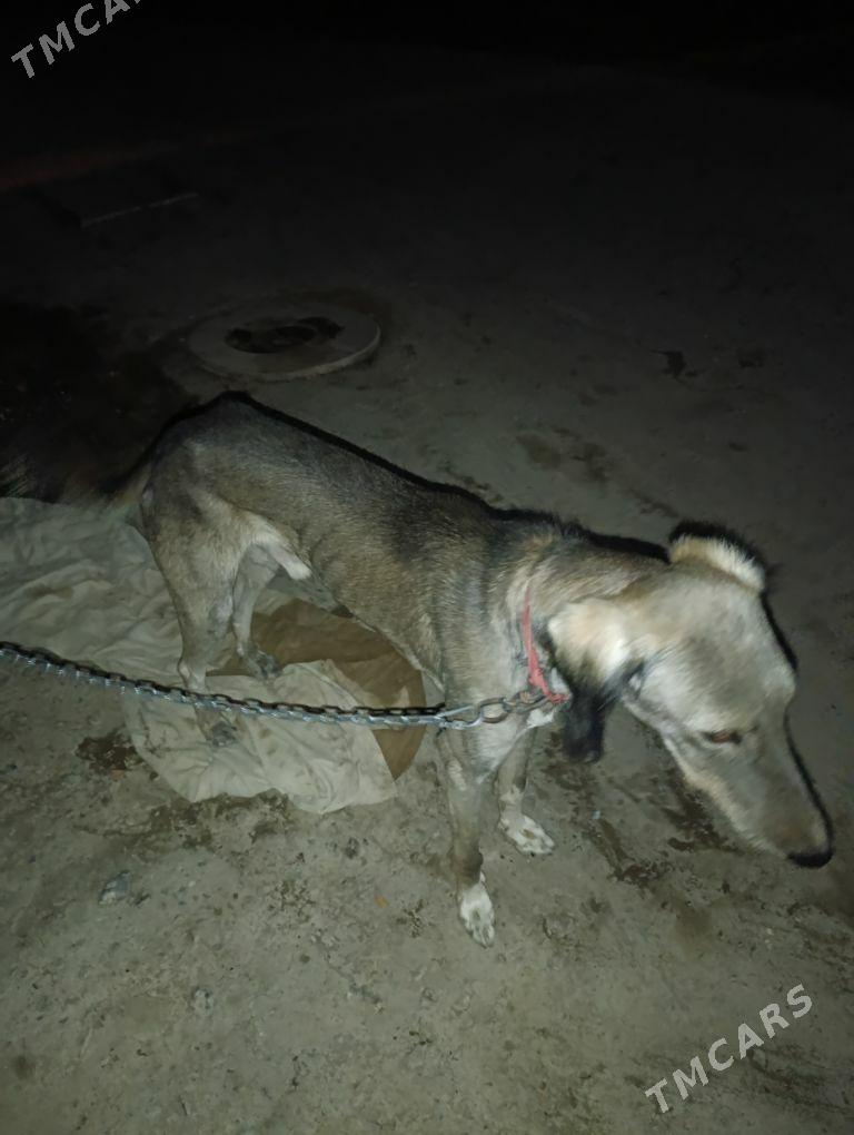 тазы - Туркменабат - img 4