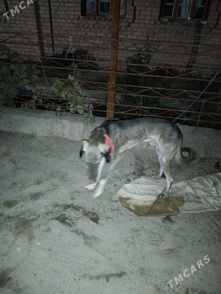 тазы - Туркменабат - img 2