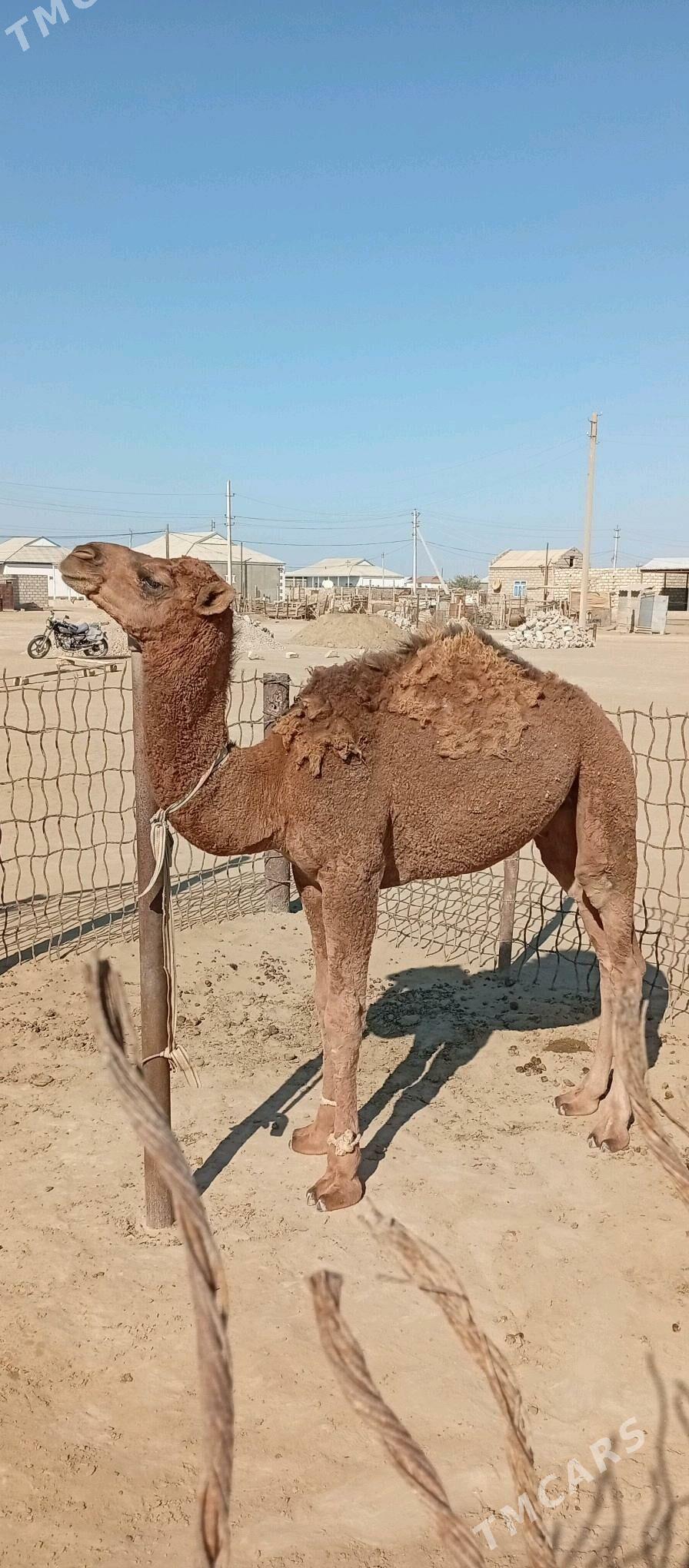 Torum - Эсенгулы - img 4