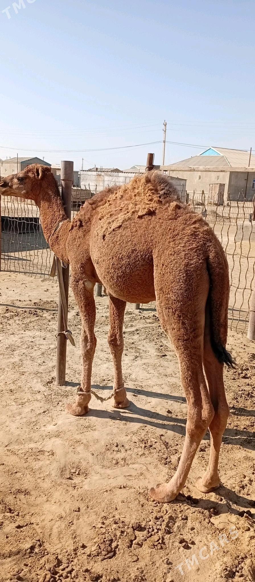 Torum - Эсенгулы - img 2