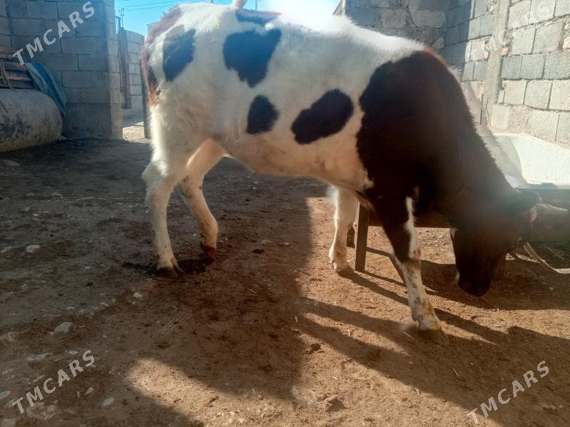 gacar - Балканабат - img 1