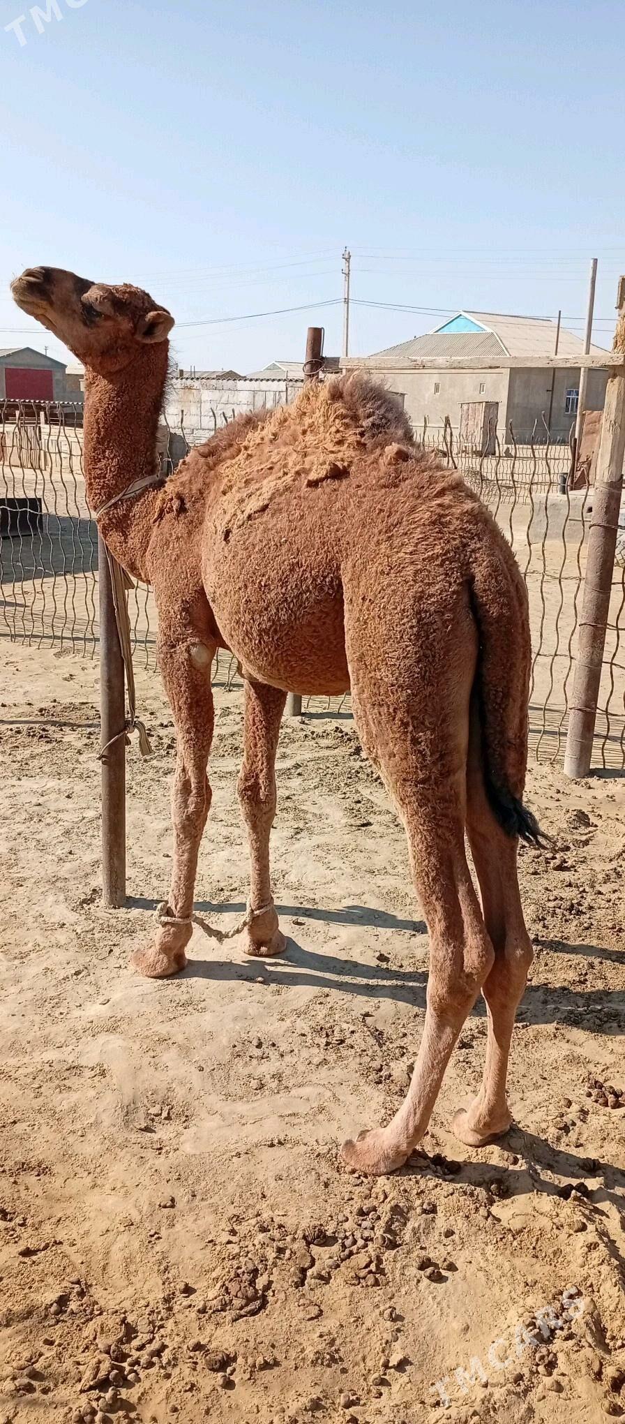 Torum - Эсенгулы - img 3