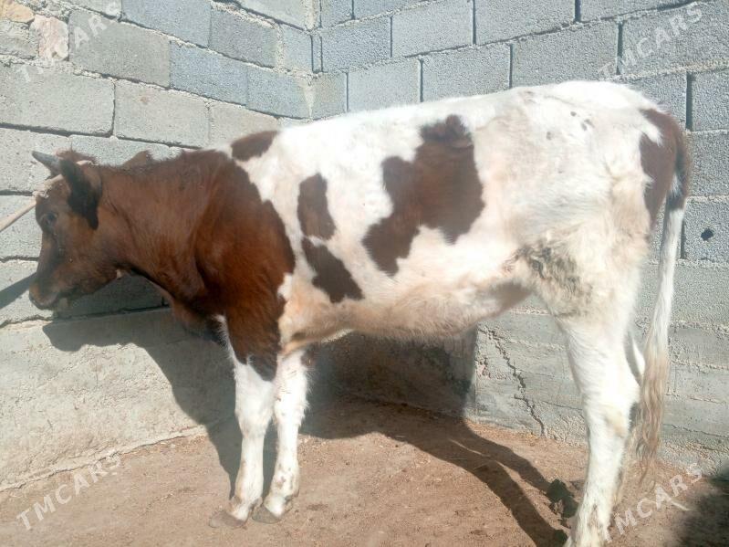 gacar - Балканабат - img 2