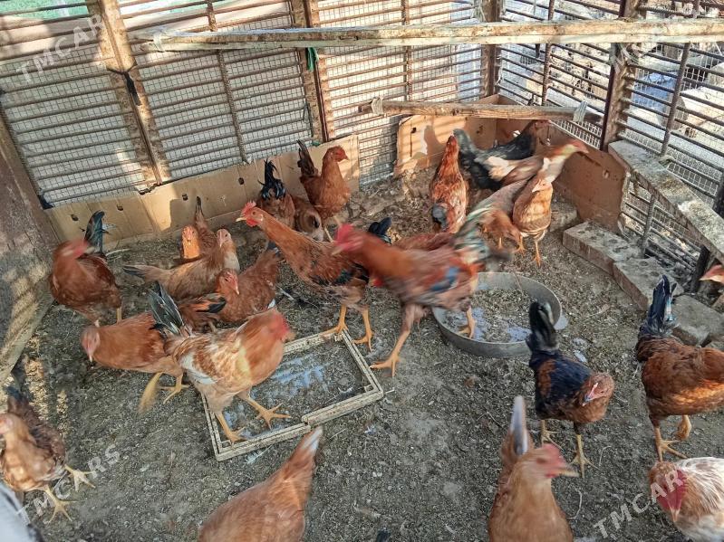 Biraz induk - Мары - img 3