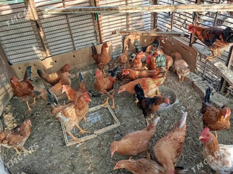 Biraz induk - Мары - img 2