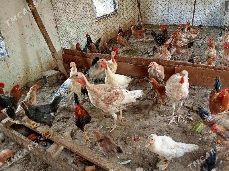 Biraz induk - Мары - img 4