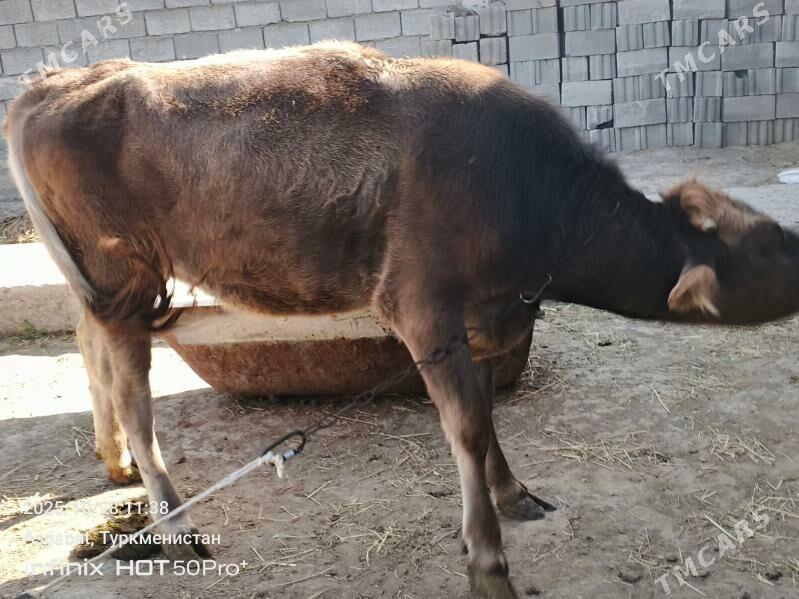 bakylan tuwe - Гёкдепе - img 4