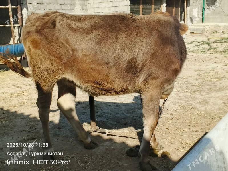 bakylan tuwe - Гёкдепе - img 1