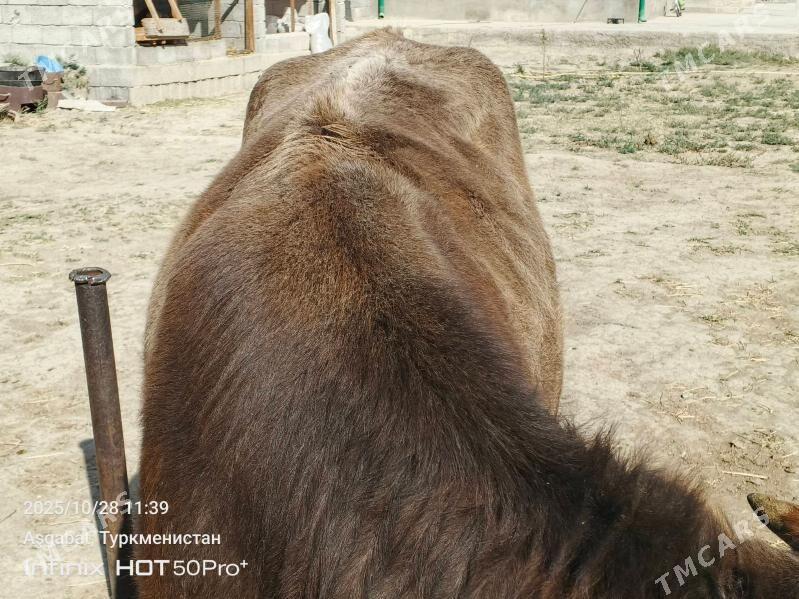 bakylan tuwe - Гёкдепе - img 2