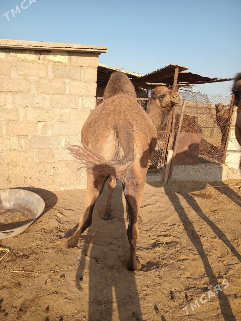 duye - Эсенгулы - img 3