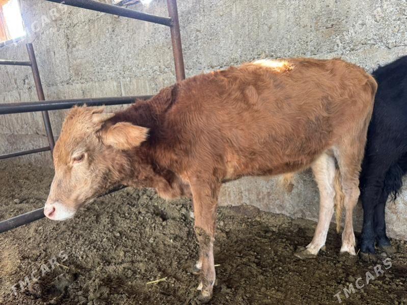 öküz - Бузмеин - img 2