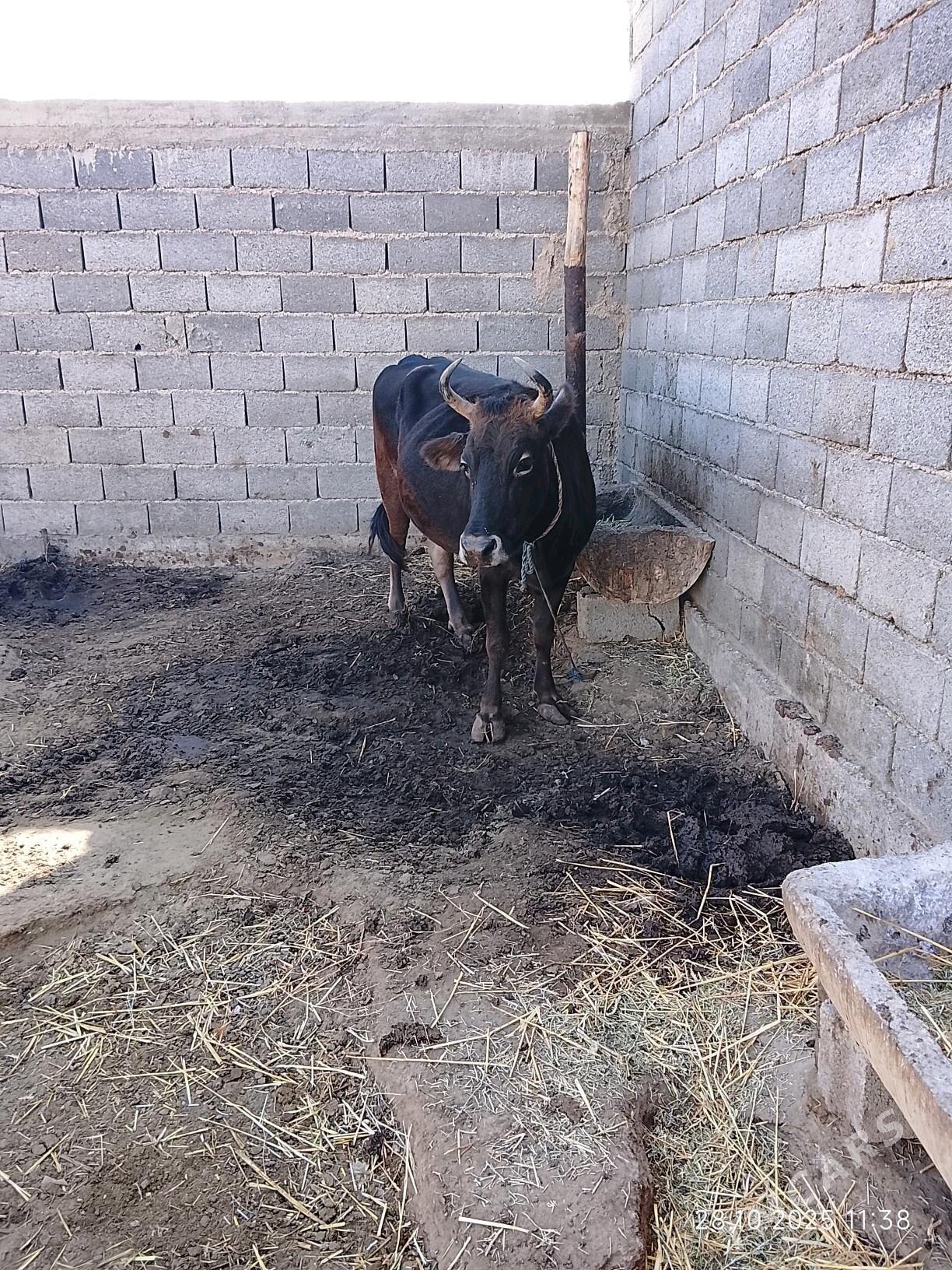 sygyr - Гызыларбат - img 2