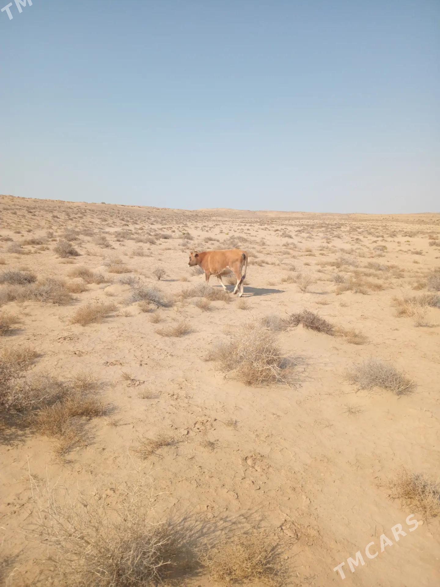 sygyr - Esenguly - img 2