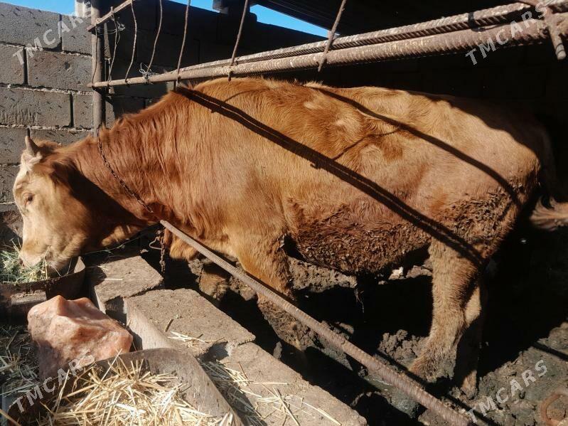 Okiz - Туркменбаши - img 4