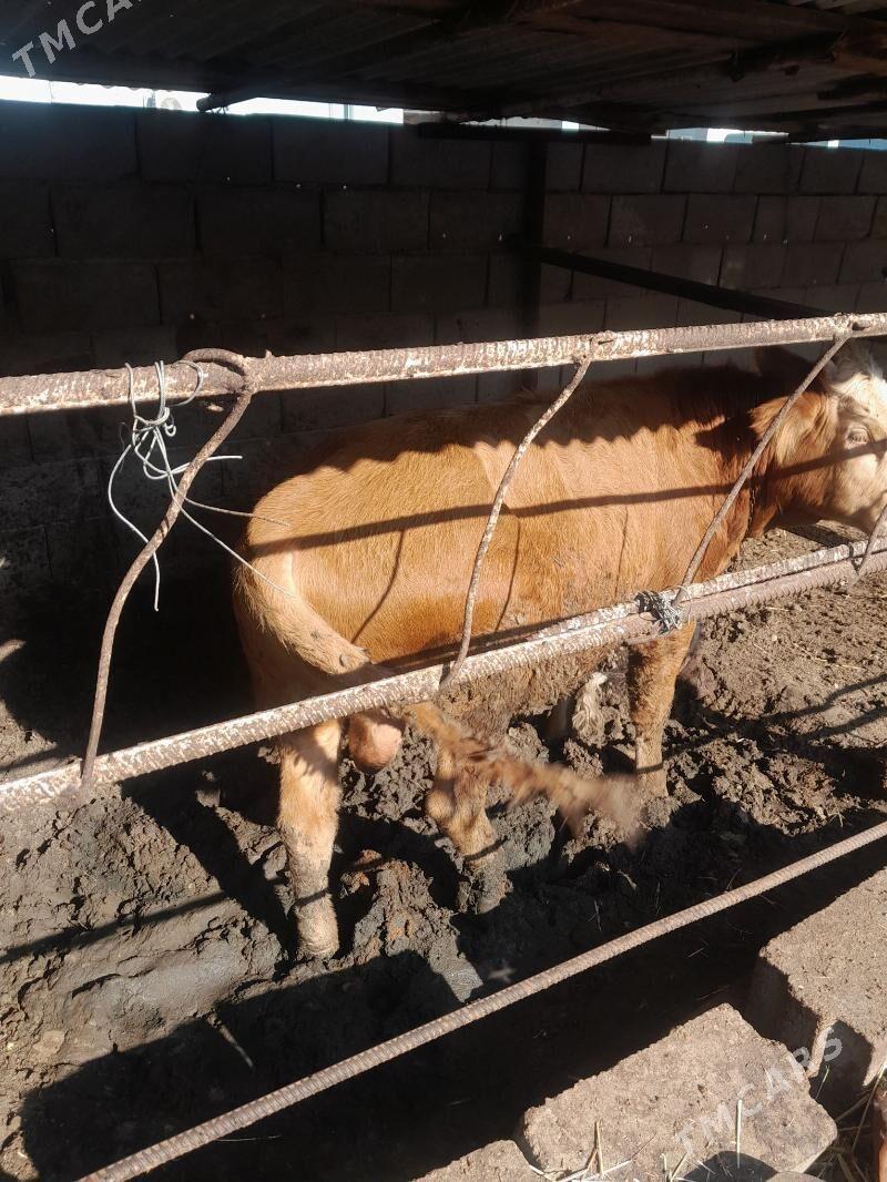 Okiz - Туркменбаши - img 7