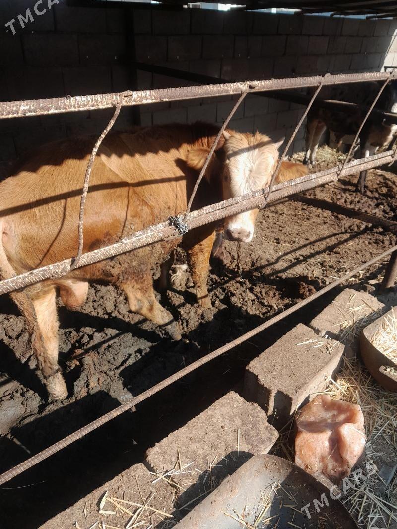 Okiz - Туркменбаши - img 8