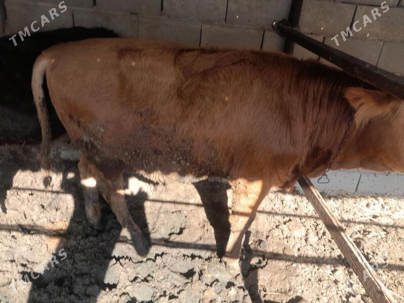 Okiz - Туркменбаши - img 6