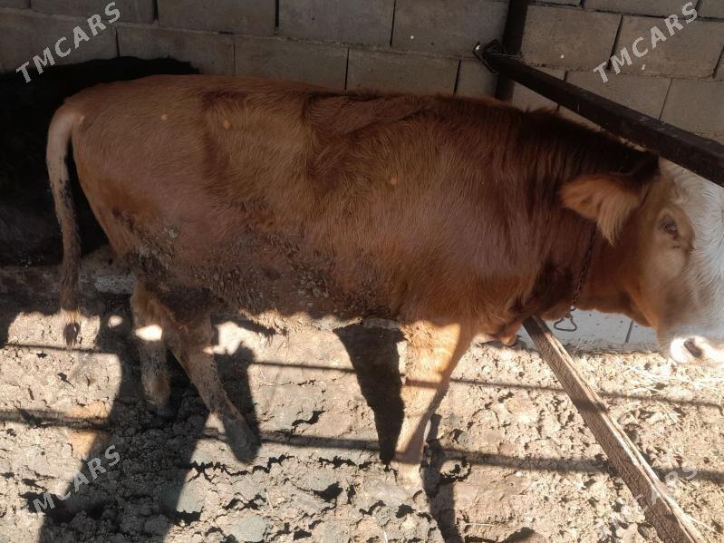 Okiz - Туркменбаши - img 5