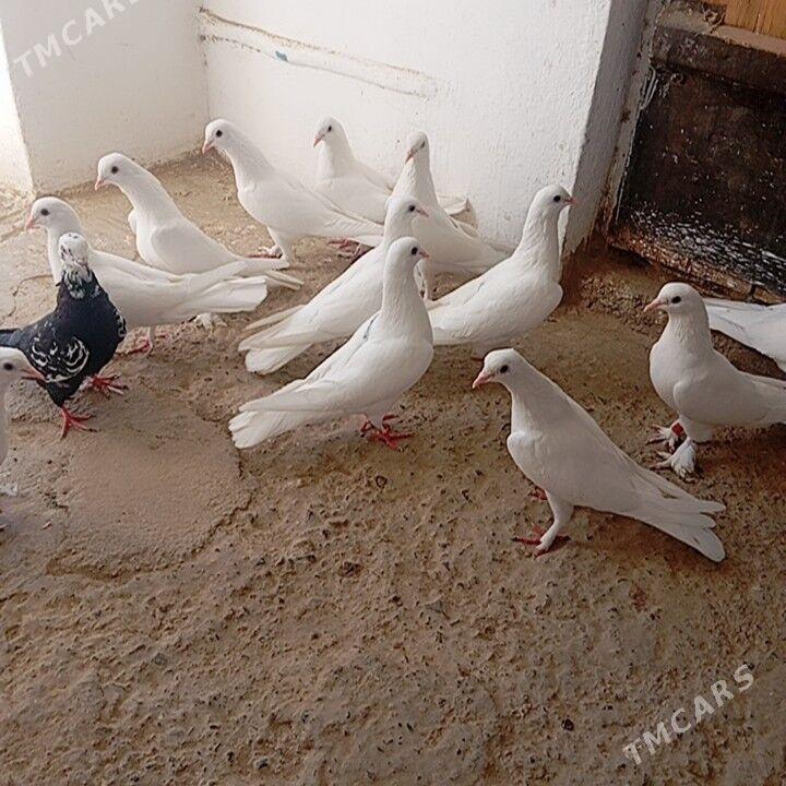 kepderi - Гызыларбат - img 2