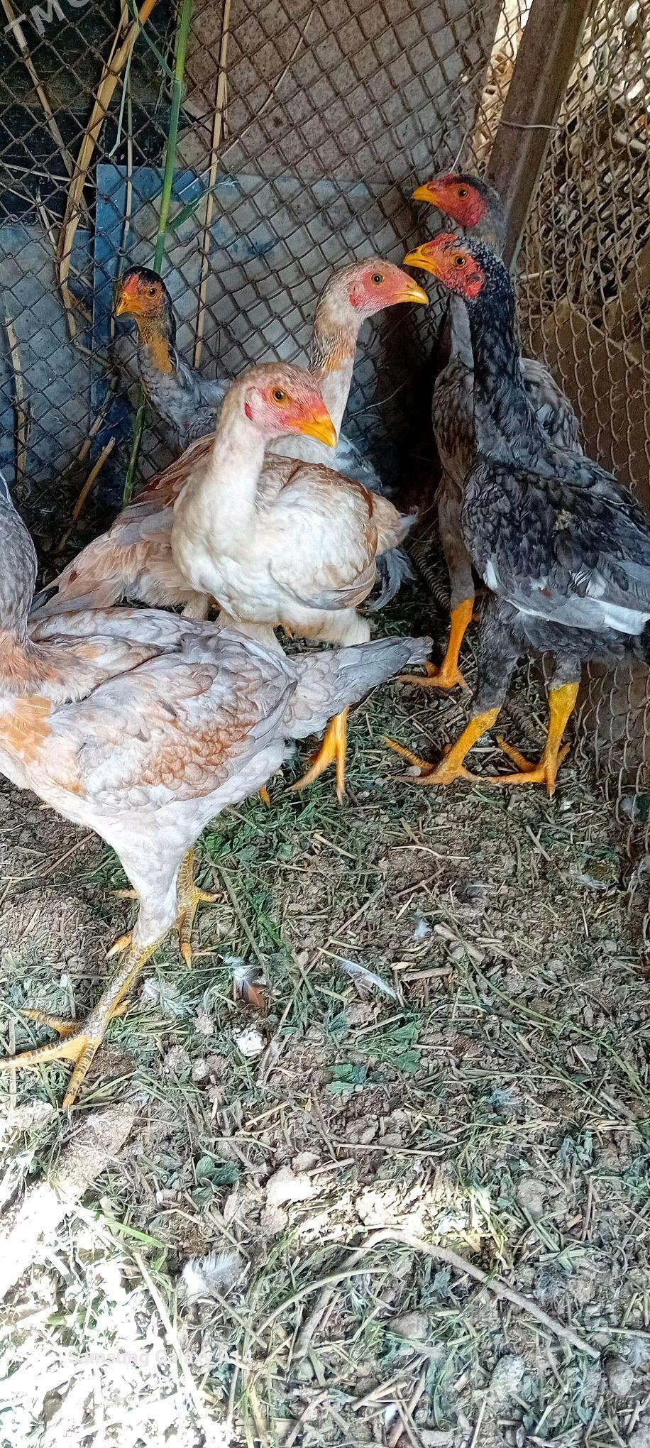 baysow juyje - Sakar - img 1