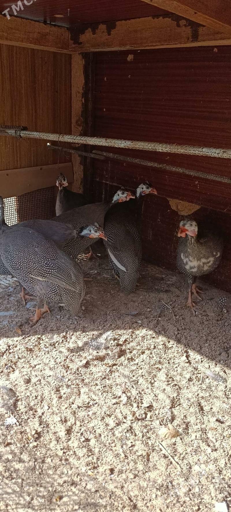 Sisaka - Büzmeýin - img 5