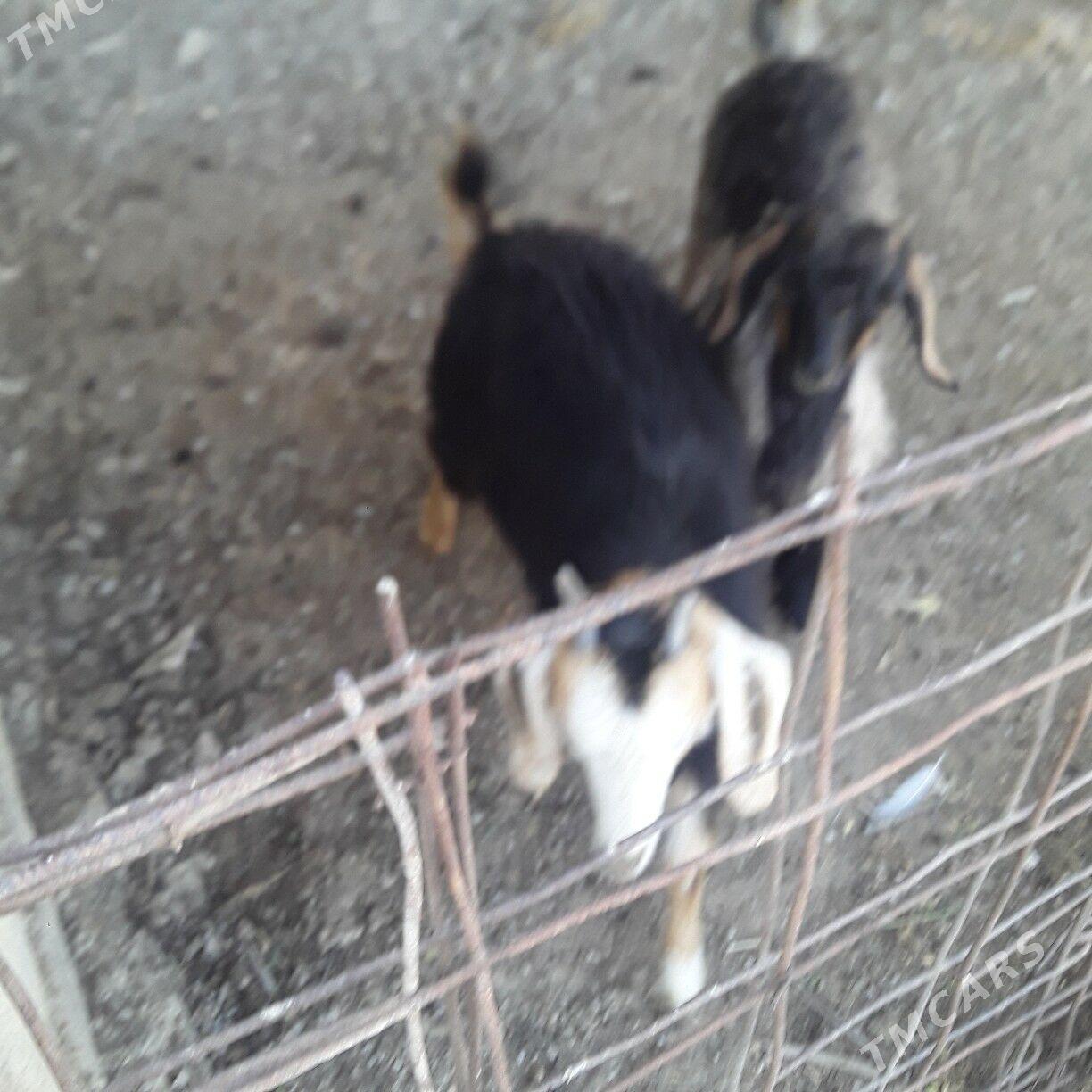 owlak - Büzmeýin - img 3