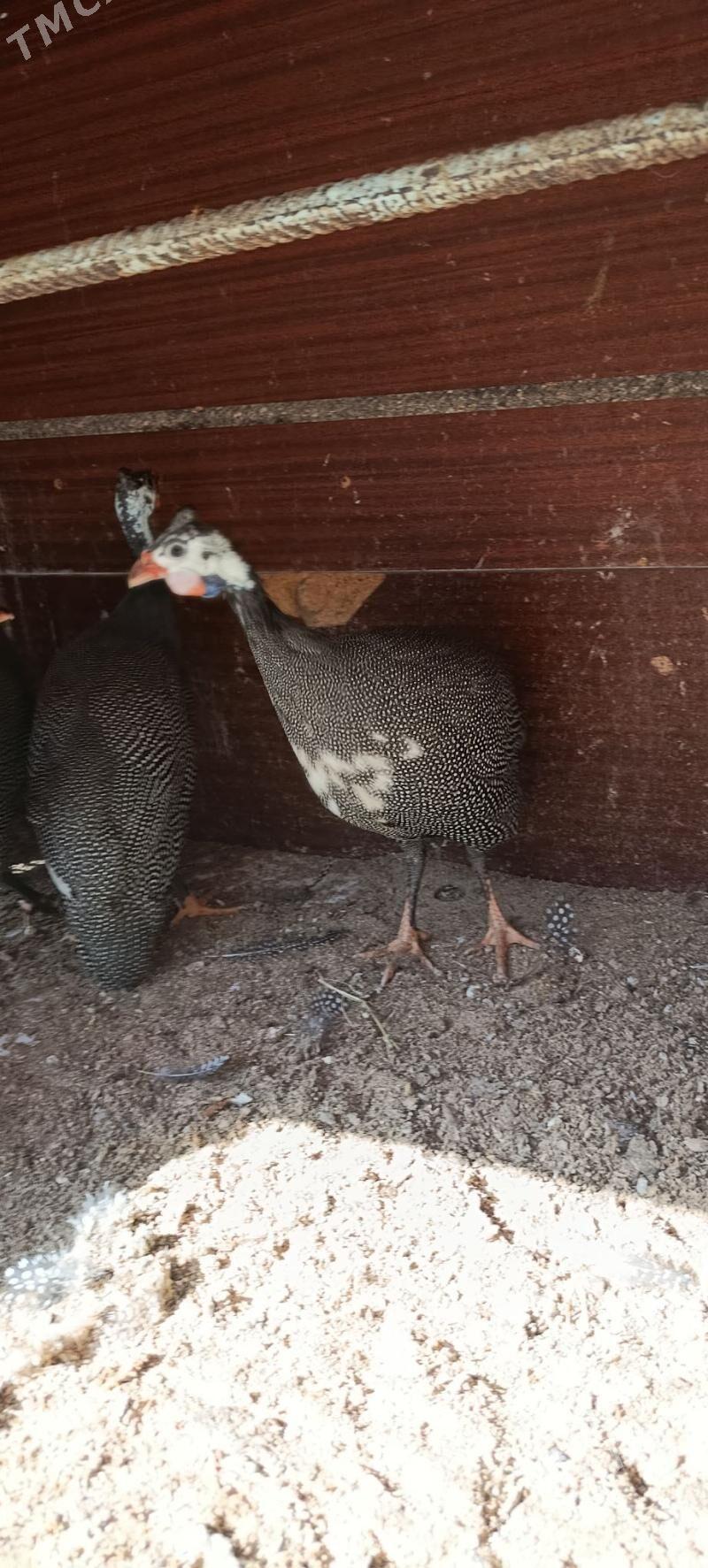 Sisaka - Büzmeýin - img 2